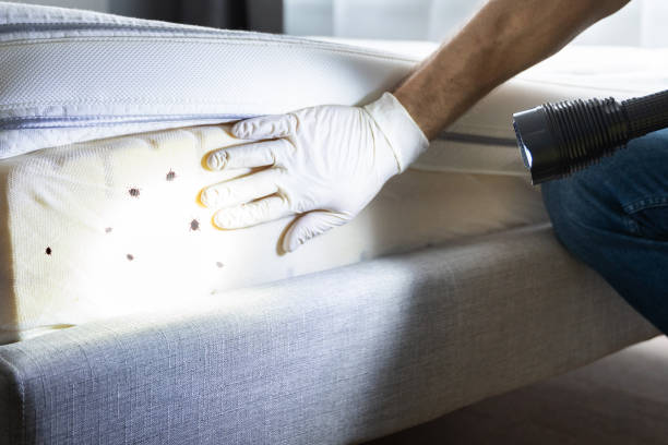 Best Affordable Pest Control Services  in La Vale, MD