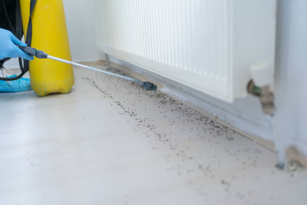 Best Bed Bug Extermination  in La Vale, MD